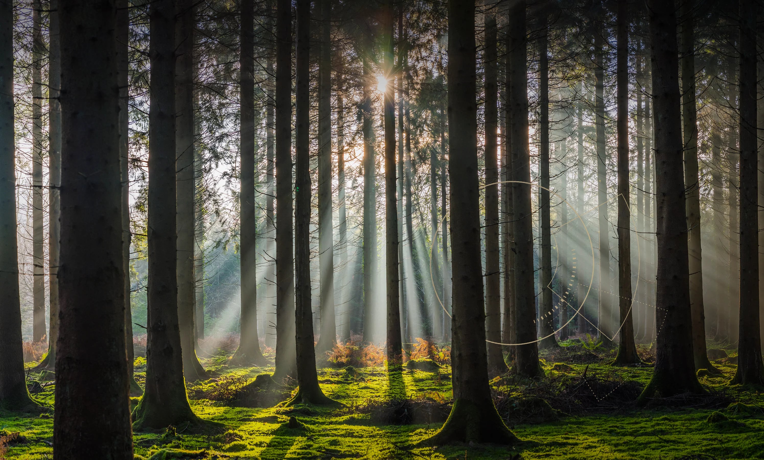 Hero Home Forest Sunlight